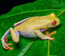 Image result for Albino Tree Frog