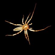 Image result for Congo Baboon Spider