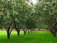 Image result for Orchard Aesthetic