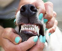 Image result for Dog with Braces Meme