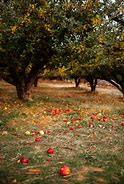 Image result for Apple Hill California
