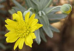 Image result for Euryops acraeus