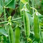 Image result for PeaPod