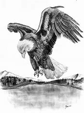 Image result for American Eagle Pencil Drawing