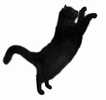 Image result for Micheal Cat Meme Transparent