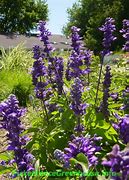 Image result for SALVIA FARINACEAE BLUE
