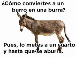 Image result for Chistes Que Dan Risa