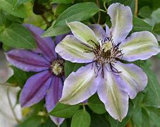 Image result for clematis vines