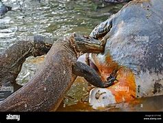 Image result for Komodo Dragon Feeding