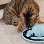 Image result for Cat Hunting Toys