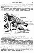 Image result for acenoides
