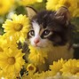 Image result for Cute Cat in Flowers