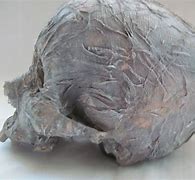 Image result for Rotted Head