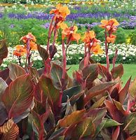 Image result for Canna indica Purpurea