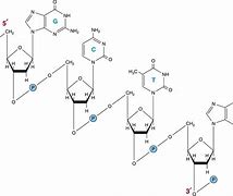 Image result for Nucleic Acid Backbone