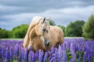 Image result for American Horse Breeds