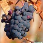 Image result for Grape Vine with Fruit