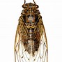 Image result for Cricket with Wings On White Background