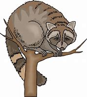 Image result for Raccoon Clip Art
