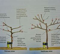 Image result for Apple Tree Pruning Diagram