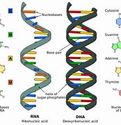 Image result for Molecular Biology DNA