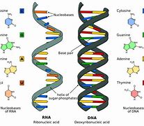 Image result for DNA Allele
