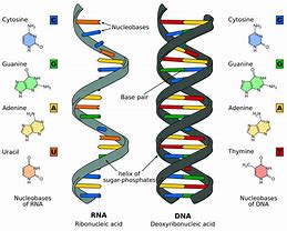 Image result for DNA Cell Structure