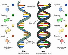 Image result for DNA Organization