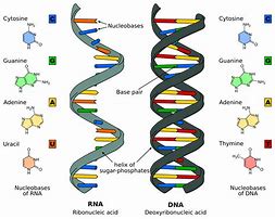 Image result for Gene Parts