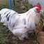 Image result for Coq Leghorn