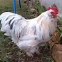 Image result for Le Coq D'or