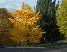 Image result for Ginkgo biloba Jehosaphat