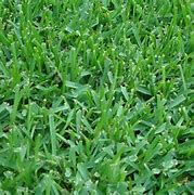 Image result for Types of ST Augustine Grass
