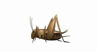 Image result for Cricket Insect Emoji