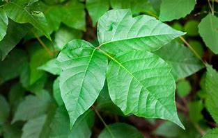 Image result for 6 Leaf Poison Ivy