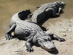 Image result for A Picture of a Alligator
