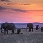 Image result for Africa Wildlife