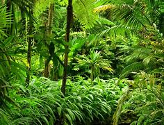 Image result for Tropical Forest Wallpaper 4K