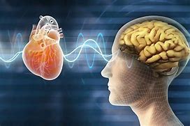 Image result for Little Brain in the Heart