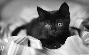 Image result for Black and White Cat Wallpaper