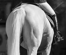 Image result for Show Jumping