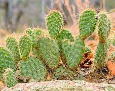 Image result for Cactus Types Photos