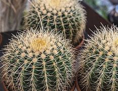 Image result for Small House Cactus Plants