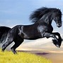 Image result for Horse Phone Backgrounds