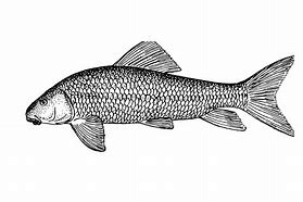 Image result for Fish Clip Art BW