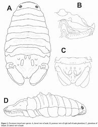 Image result for Bopyrid Isopod