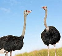 Image result for Ostrich Bird