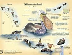 Image result for Parts of a Pelican Answersheet