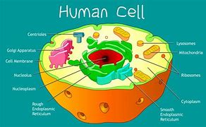 Image result for Cell and Its Compenents