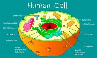 Image result for Cell-X